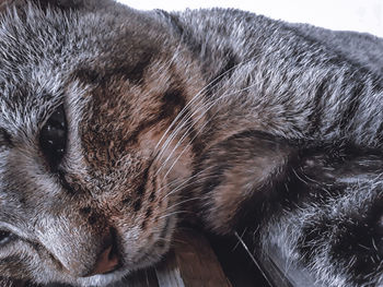 Close-up of cat sleeping