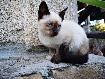 Portrait of cat sitting outdoors