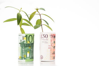 Close-up of plants against white background