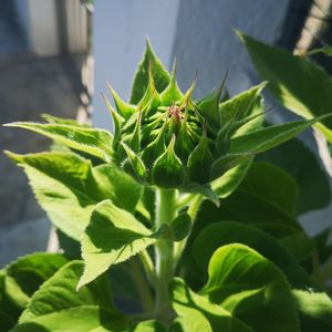 Close-up of succulent plant