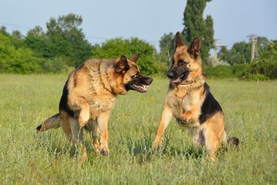 Dogs on grassy field