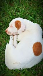 High angle view of dog on field