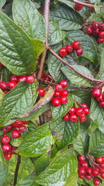 Close-up of cherries growing on plant