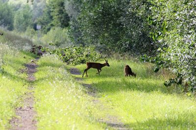 Horses on field against trees