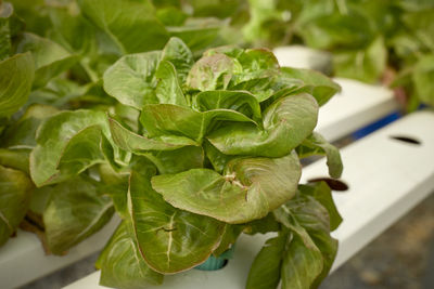 Close-up of fresh green leaves