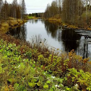 Scenic view of river in forest against sky