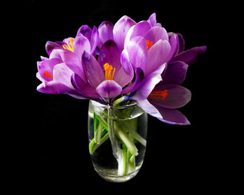 Close-up of water lily against black background