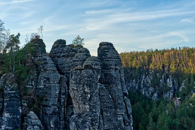 Plants growing on rock, sächsische schweiz 