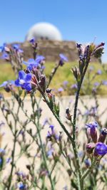 Close-up of purple flowering plants