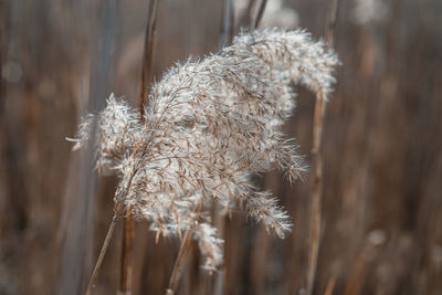 Dry beige reed natural background. beautiful trendy decor in scandinavian minimalist style