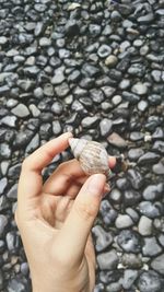 Cropped hand of woman holding seashell