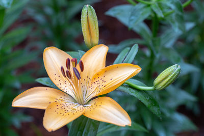 Close-up of flower against blurred background