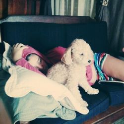domestic animals