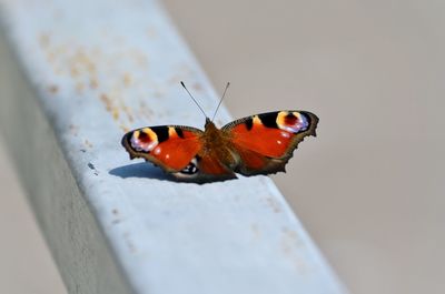 Close-up of butterfly