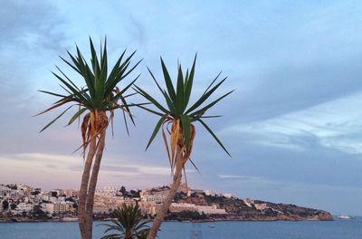 Palm trees against cloudy sky