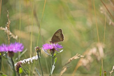 Close-up of butterfly pollinating on pink flower