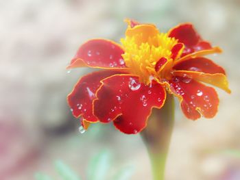 Close-up of red flower