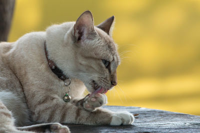 Close-up of cat