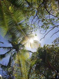 Low angle view of sunlight streaming through tree