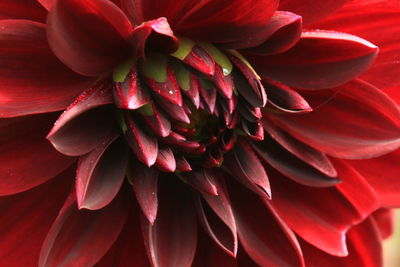 Close-up of red dahlia