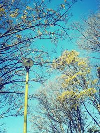 Low angle view of tree against blue sky