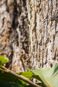 Close-up of insect on tree trunk