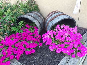 Pink flowers blooming in garden