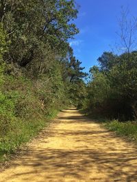 Narrow pathway along trees