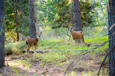 Deer in the forest