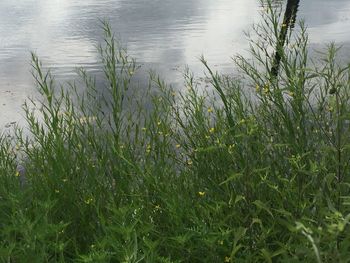 Plants growing in lake