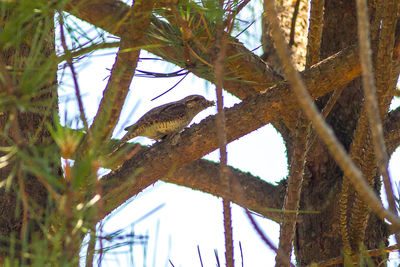 Low angle view of bird perching on tree against sky