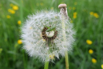 Close-up of dandelion flower