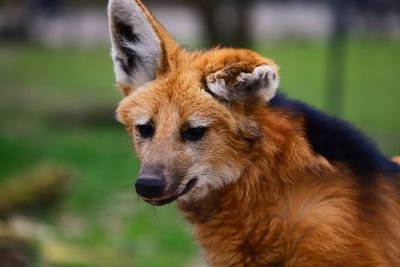 Close-up of a dog looking away