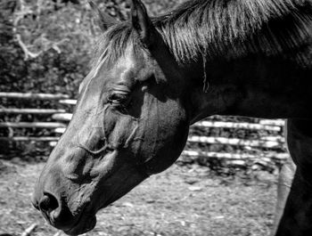 Close-up of horse on field