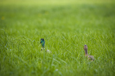 Small duck in a field