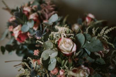 High angle view of succulent plant