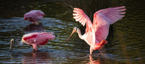 Roseate spoonbills in the marsh 