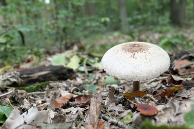 Close-up of mushrooms growing on field