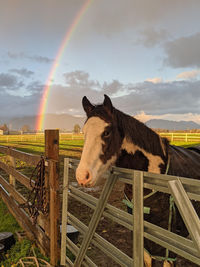 Horse standing on field against sky with a rainbow 