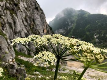 Close-up of white flowering plant on land