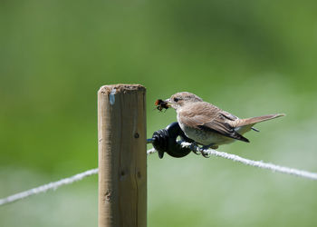 Close-up of bird perching outdoors