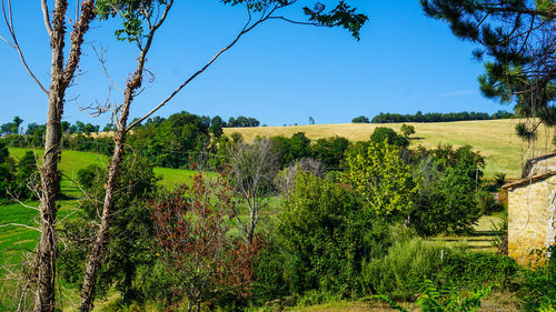 Plants and trees on field against clear sky