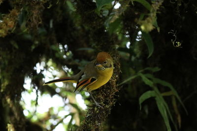 Close-up of bird perching on a tree