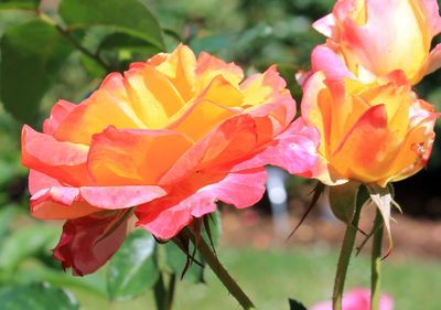 Close-up of yellow rose