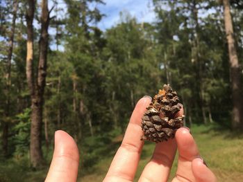 Close-up of hand holding pinecone