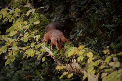 View of an animal on plant