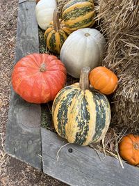 High angle view of pumpkin on field