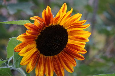 Close-up of sunflower