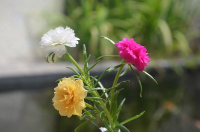 Close-up of pink flowering plant