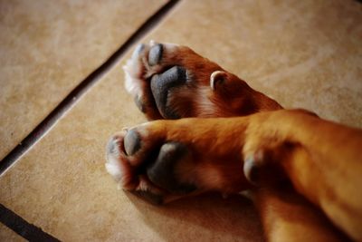 Close-up of dog relaxing on floor at home